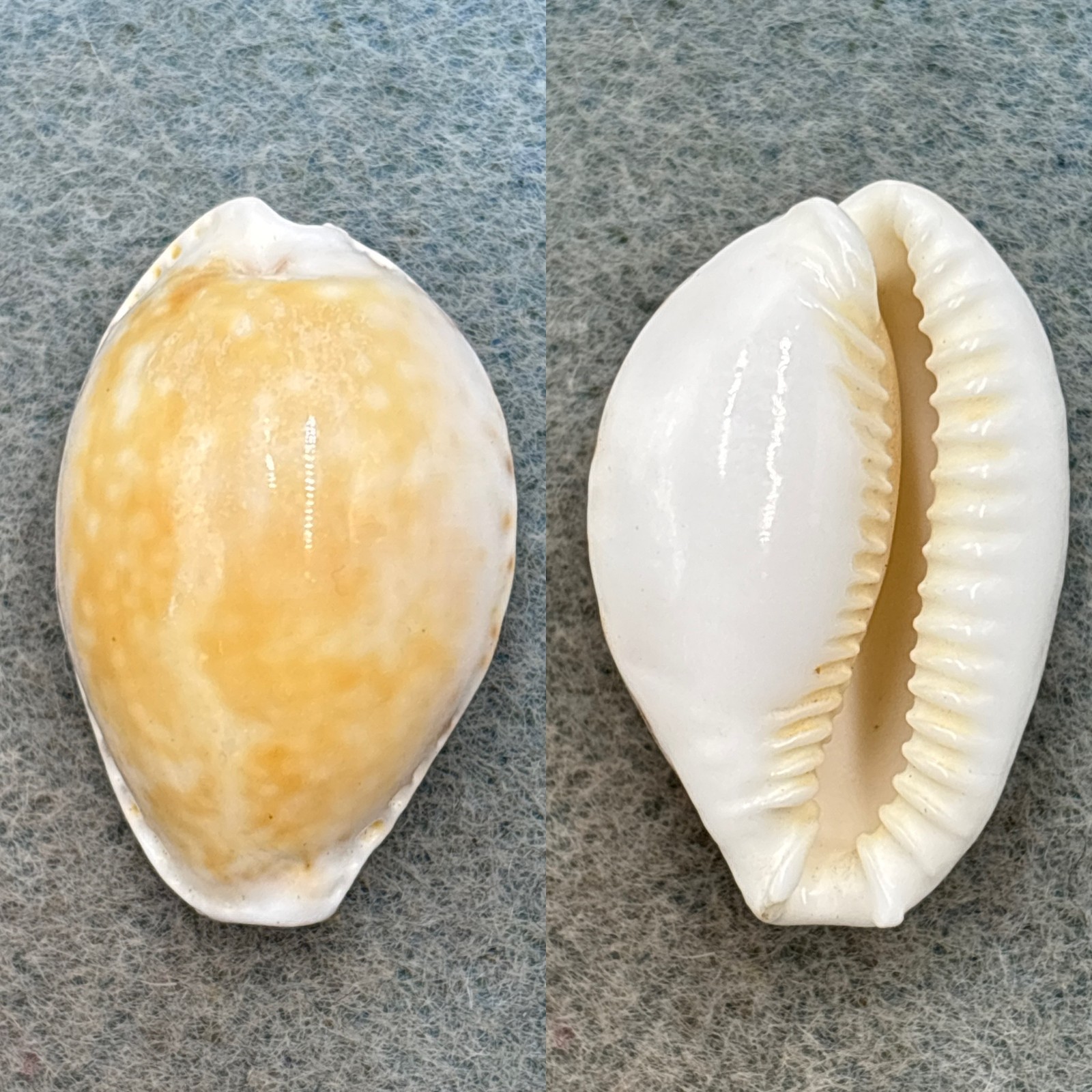 #3 Cypraea cernica ogasawarensis 28.7mm F Chiba Prefecture, Japan #3 Cypraea cernica ogasawarensis 28.7mm F Chiba Prefecture, Japan