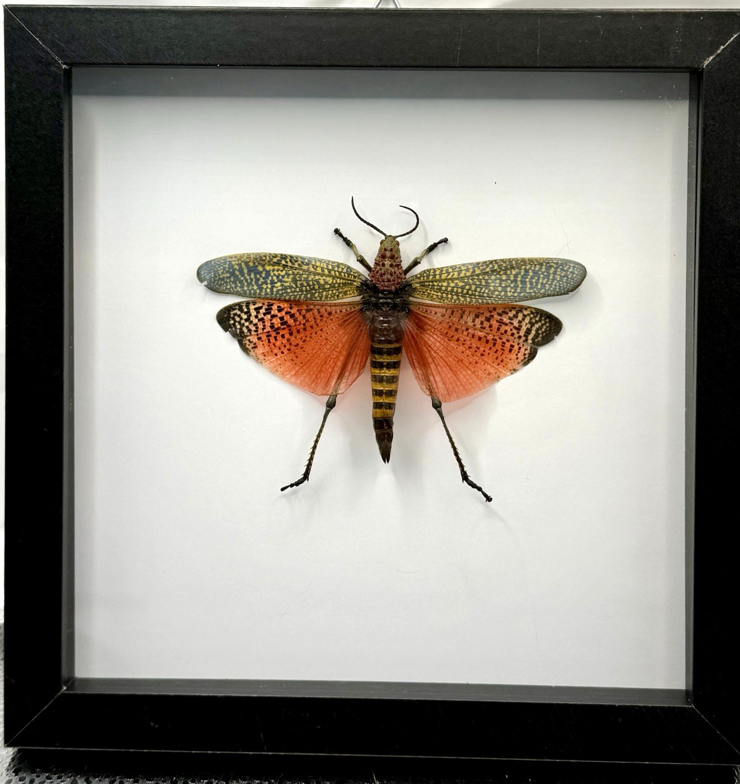 Framed Rainbow Milkweed Locust, female(Phymateus saxosus), Madagascar Framed Rainbow Milkweed Locust, female(Phymateus saxosus), Madagascar