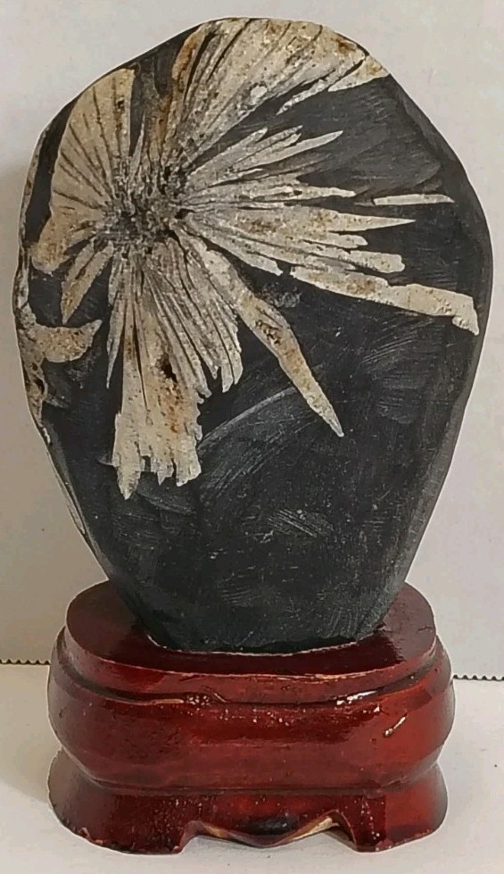 Chrysanthemum Stone Natural Crystal Flower Mineral Specimen Wood Stand 4.6\