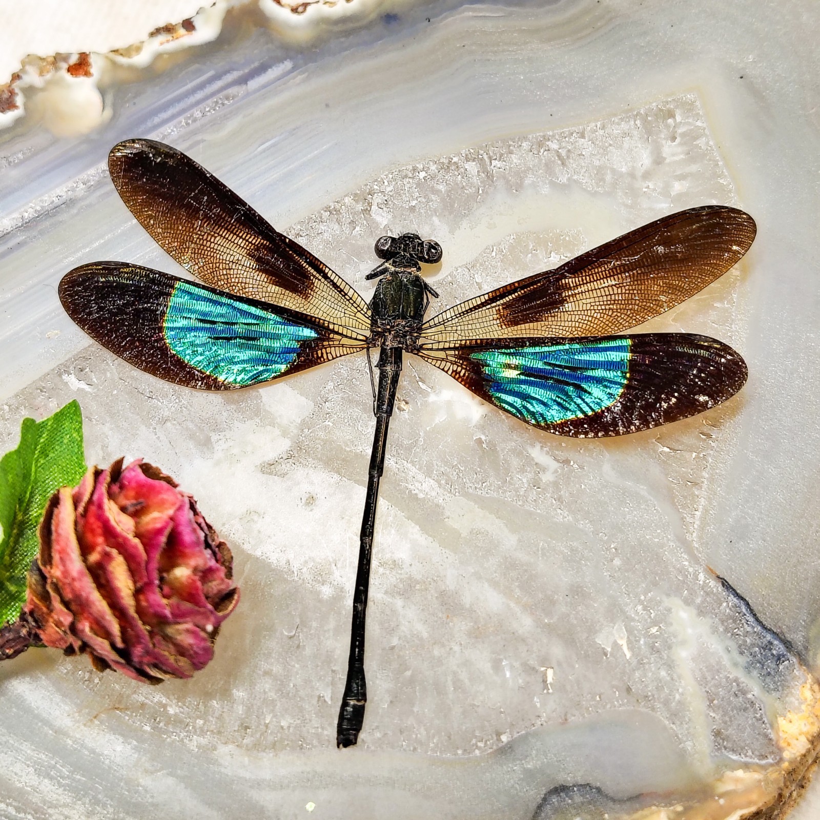 2 sided dragonfly Green/bluish  & purple specimen Entomology curiosity gift