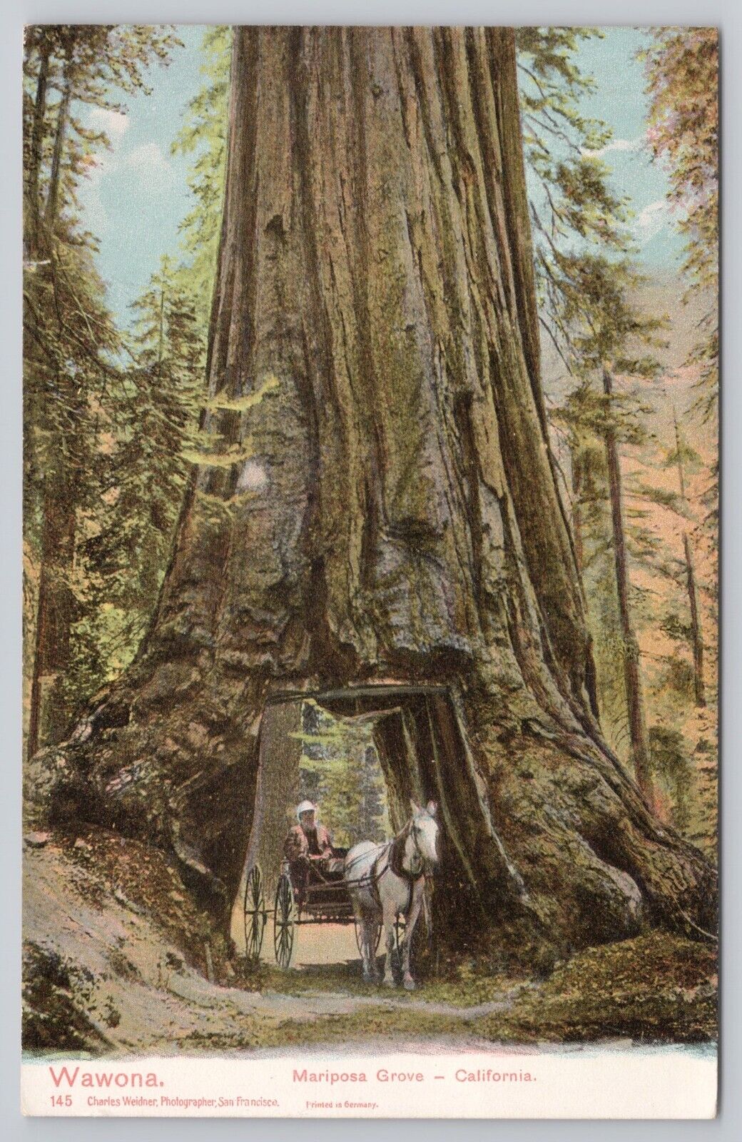 Mariposa Grove California, Wawona Tunnel Tree Horse & Buggy, Vintage Postcard