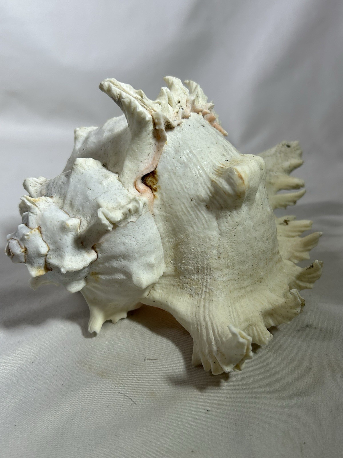 Seashell Indo Pacific Ocean Chicoreus Ramosus Ramose Murex Conch Shell Ocean Seashell Indo Pacific Ocean Chicoreus Ramosus Ramose Murex Conch Shell Ocean