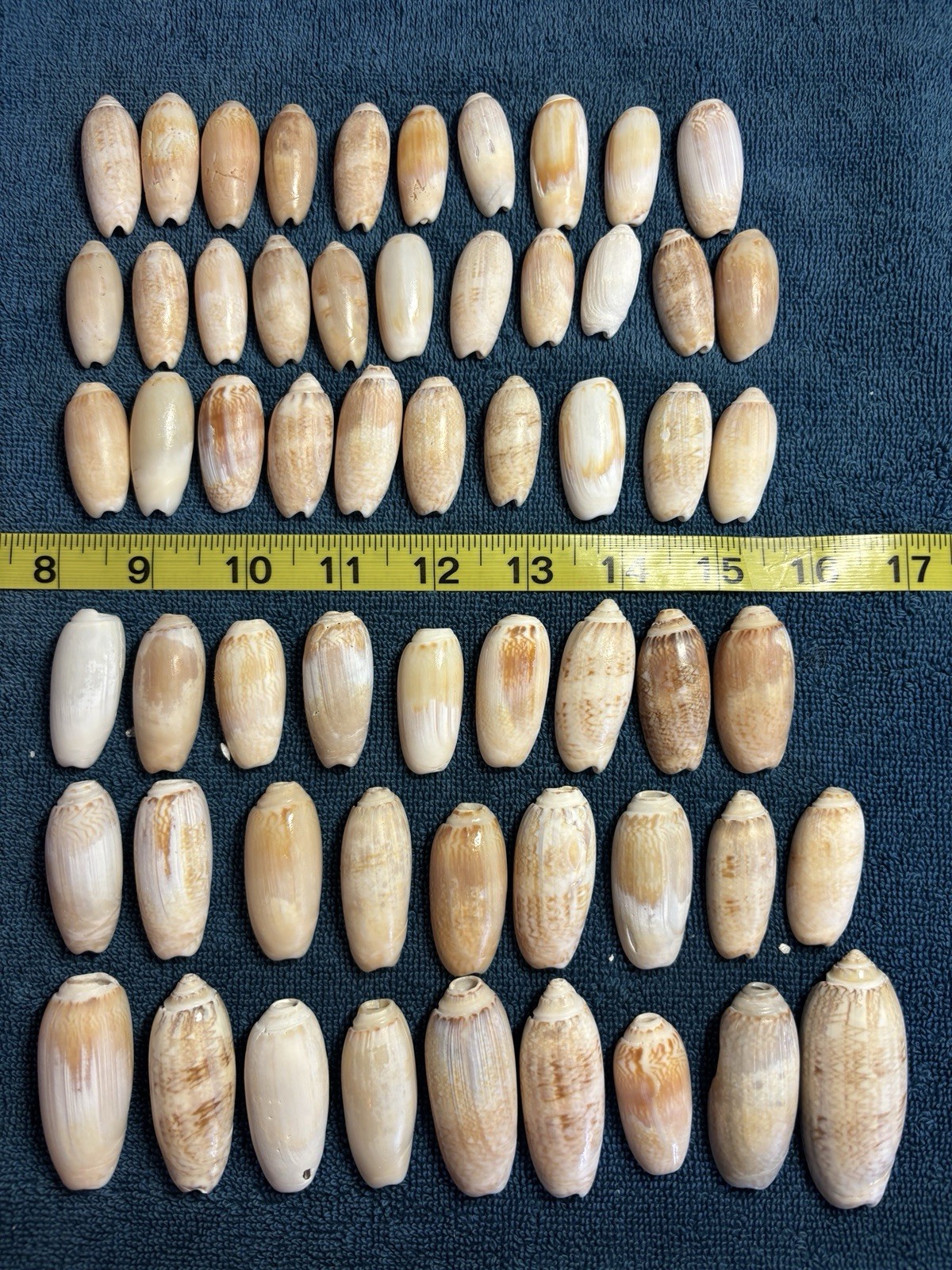 60 Sanibel Island Olive Sea Shells. Great For Crafting & Collecting 60 Sanibel Island Olive Sea Shells. Great For Crafting & Collecting