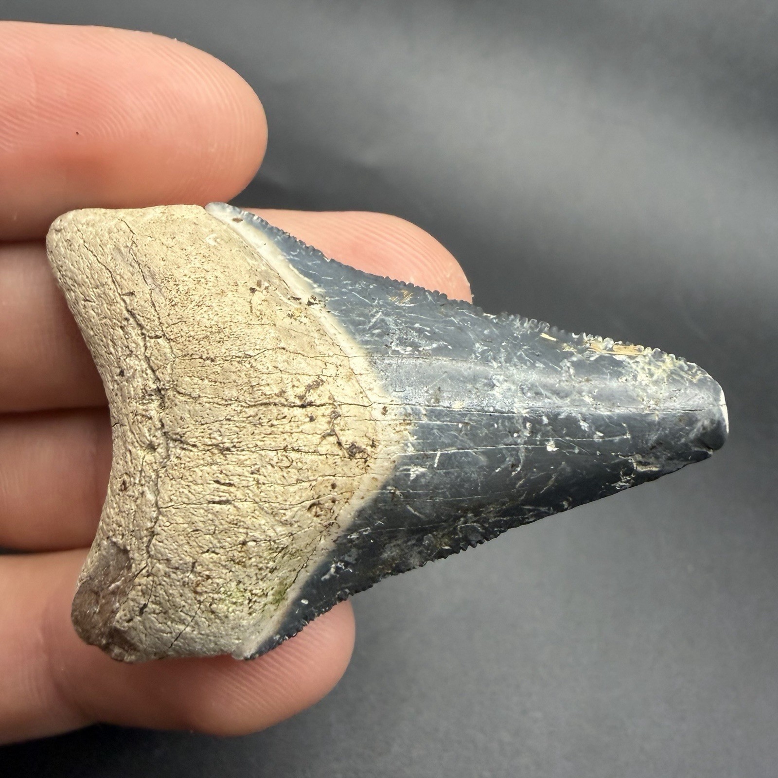 Authentic Megalodon Shark Tooth 2.15” Bone Valley Florida Authentic Megalodon Shark Tooth 2.15” Bone Valley Florida