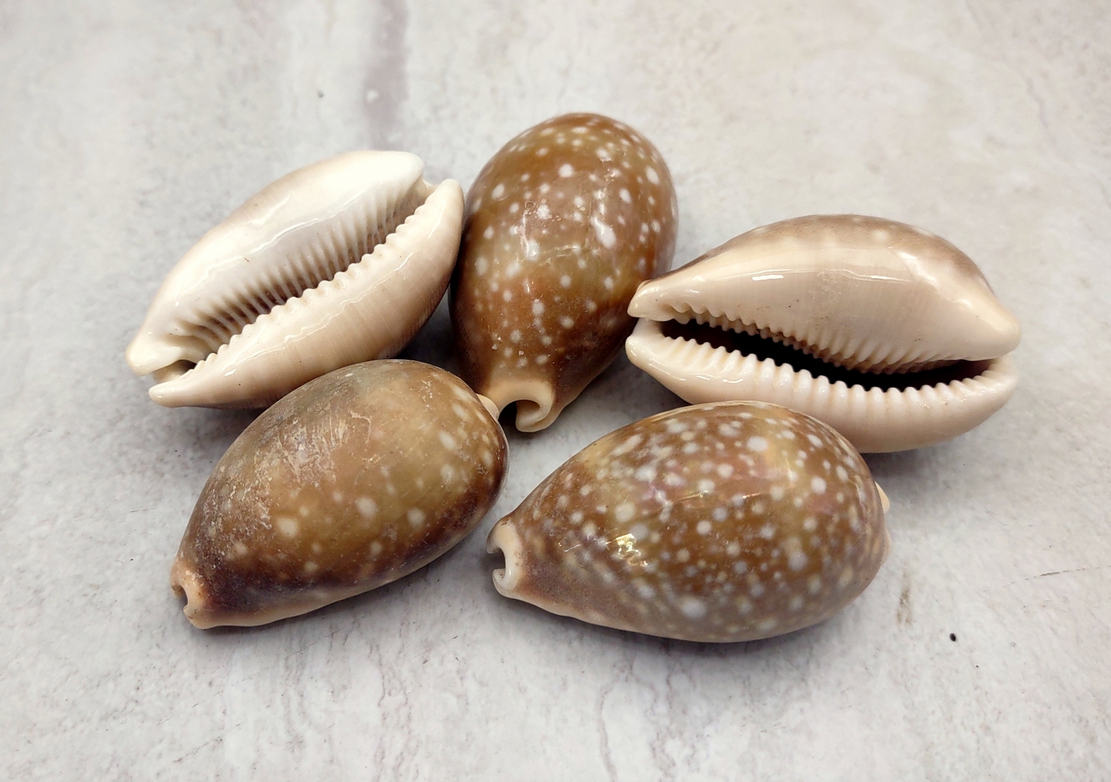 Calf Cowrie Seashells Light Brown Cypraea Vitellus (5 shells approx. 2+ inches)