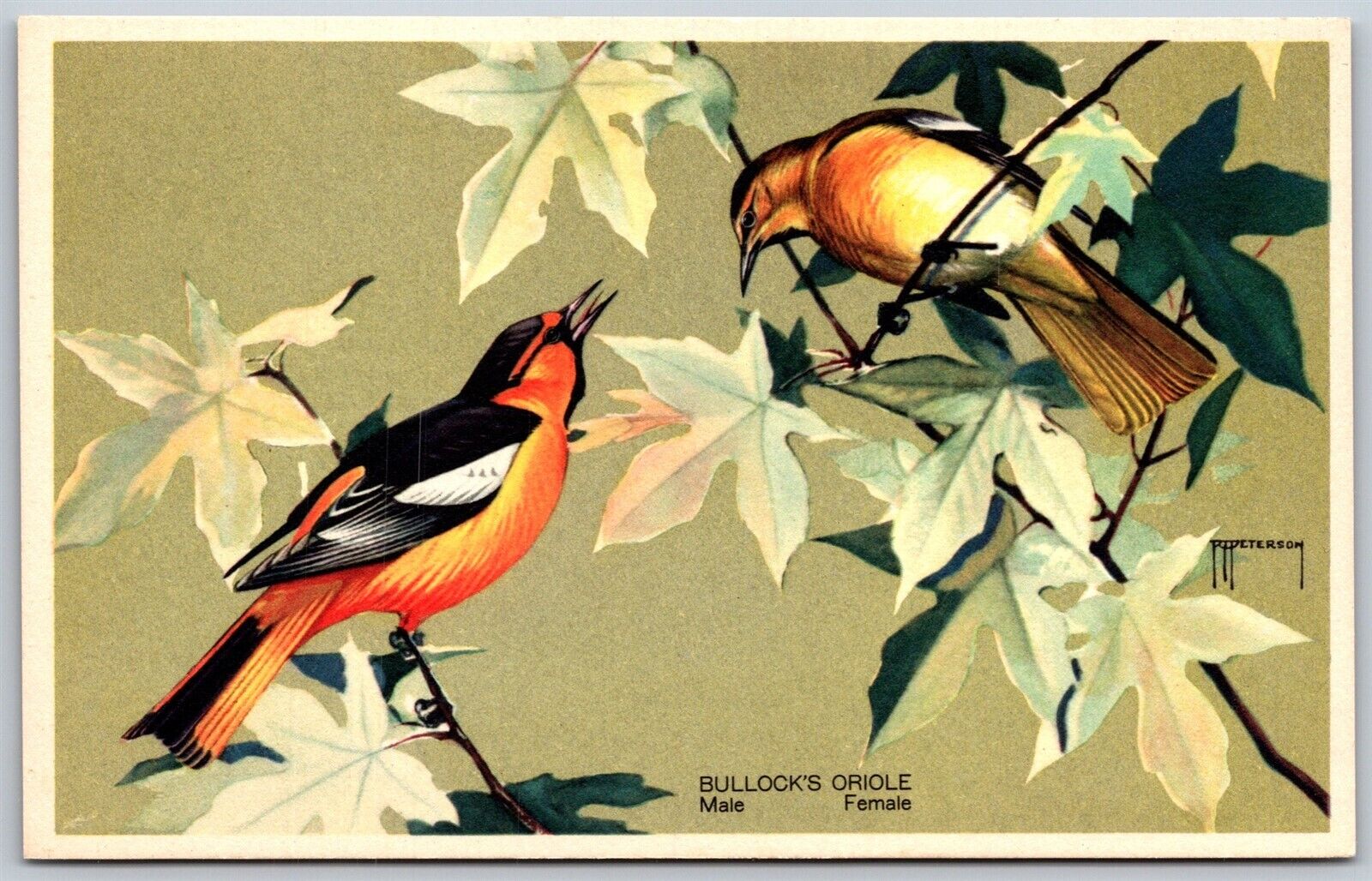 Vtg Bullock\'s Oriole Male Female Wildlife Series 6 Peterson 1939 Postcard