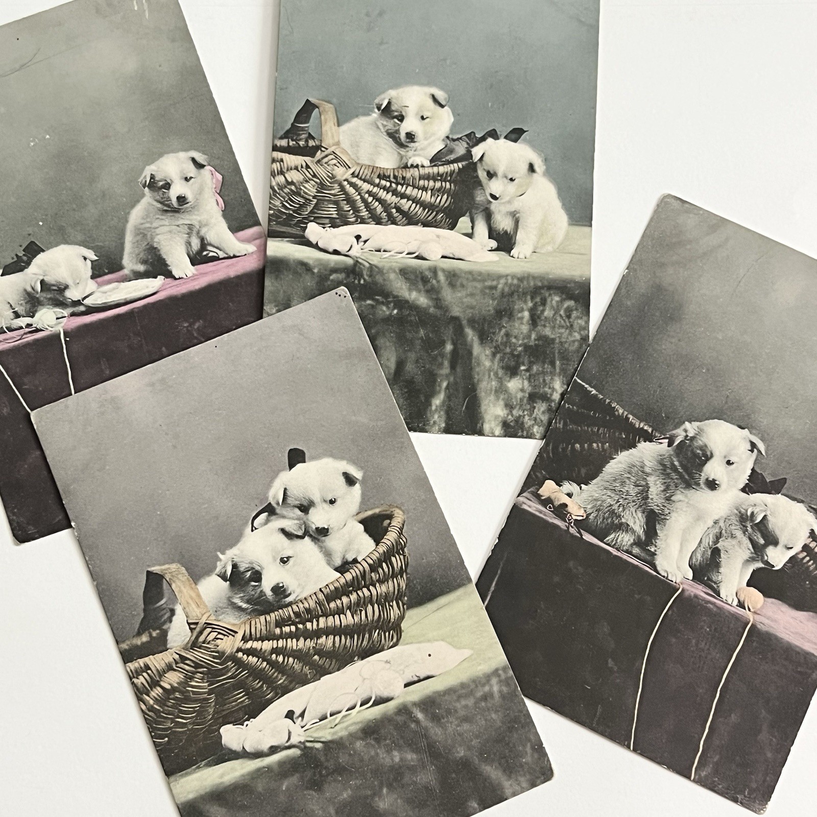 Antique Postcard Set Adorable Sweet Fuzzy Fluffy Puppy Dog Basket Tinted