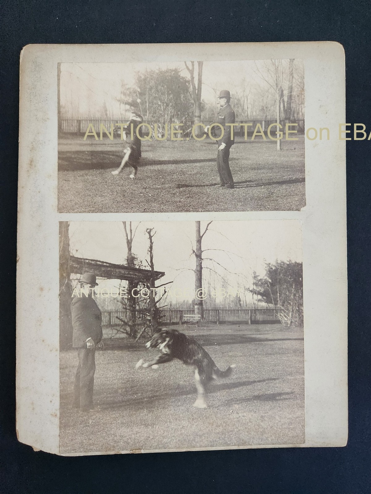 c1890s antique PHOTOS victorian DOG DOING TRICKS albumen man bowler hat outdoors