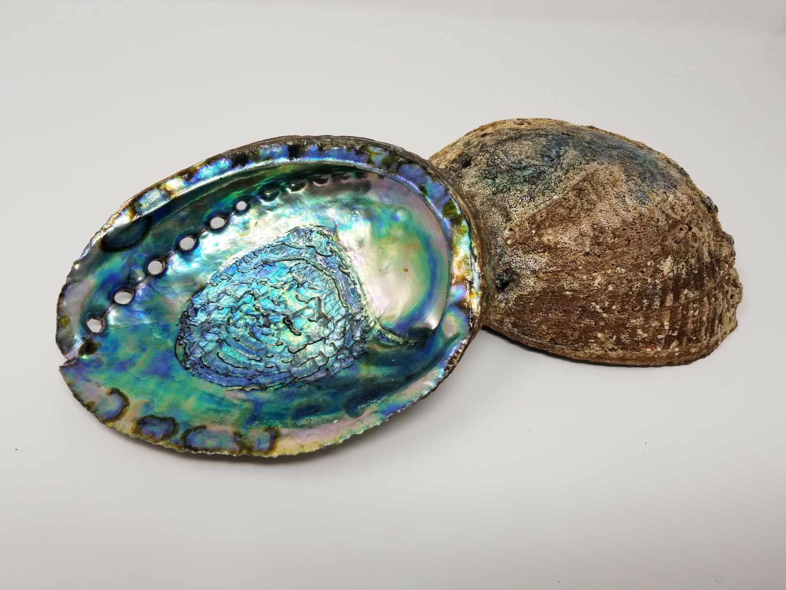 Extra Large XL Abalone Seashell 6-7 Extra Large XL Abalone Seashell 6-7