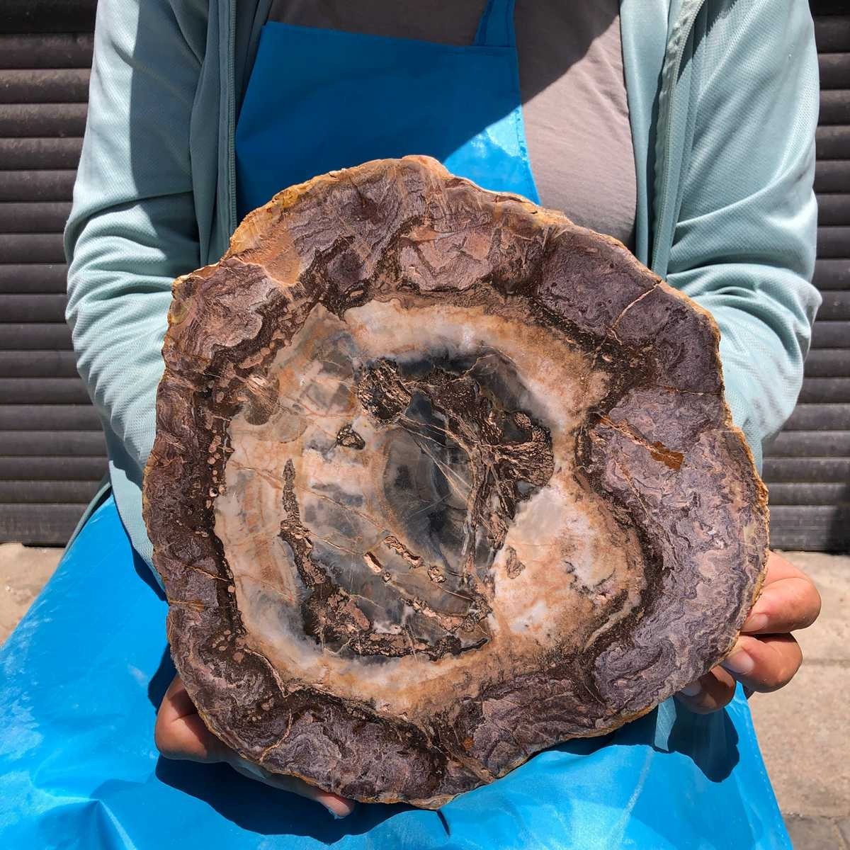 5.5LB Natural Petrified Wood Crystal Fossil Slice Crystal Specimen Healing 6384