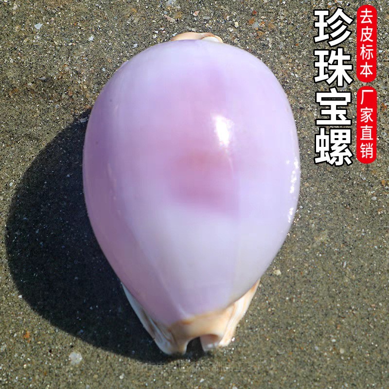 2.8in Natural Rare Sea Shell Pearl Conch White and Purple Shell Decoration