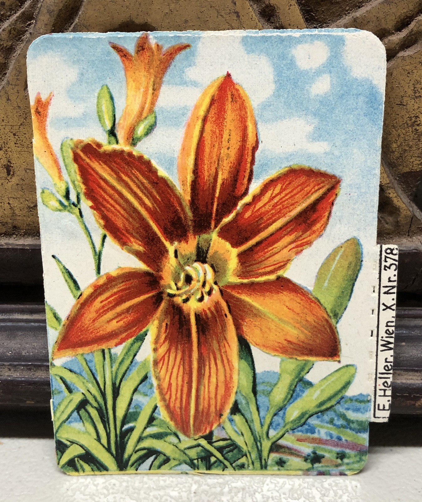 c1930s Fire Lily Trade Card Print by E. Heller #378 Austria L5 c1930s Fire Lily Trade Card Print by E. Heller #378 Austria L5