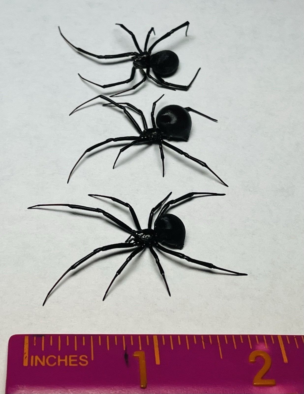 3 pcs Wet Specimens Western Black Widow Latrodectus Hesperus Preserved 70% Alc 3 pcs Wet Specimens Western Black Widow Latrodectus Hesperus Preserved 70% Alc