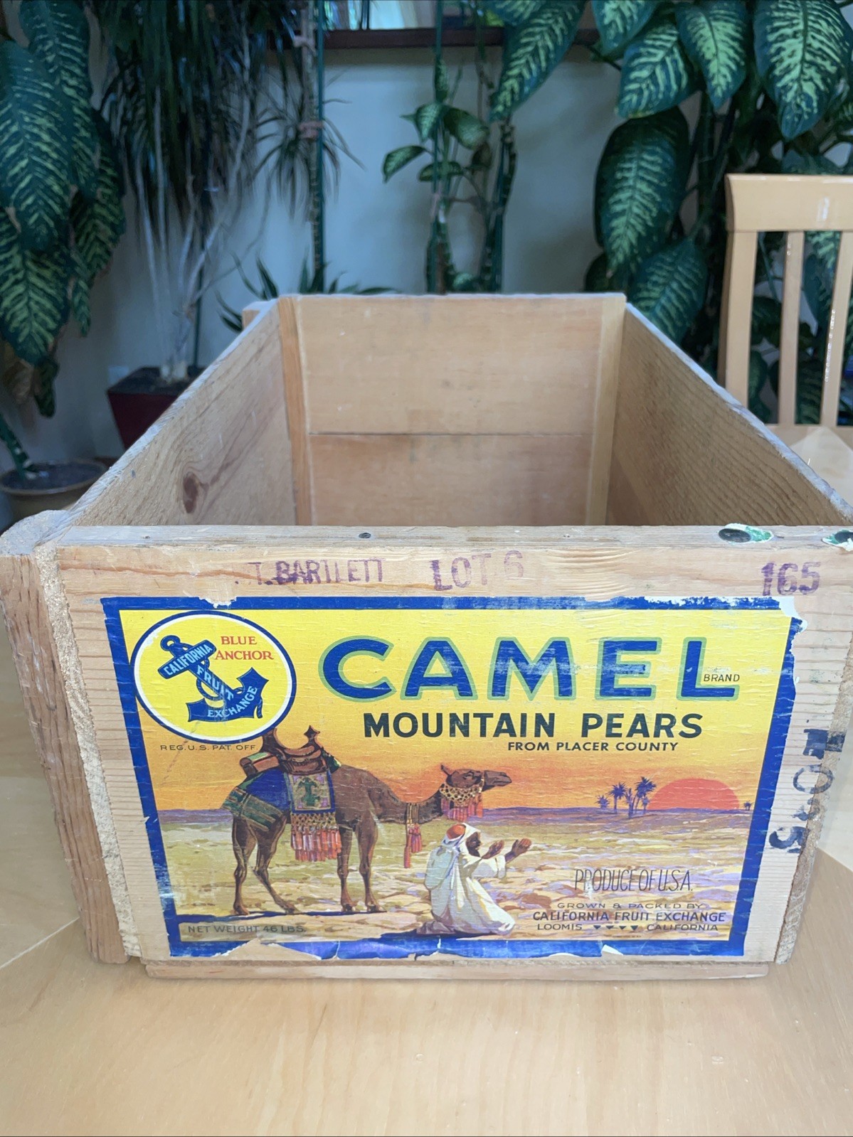 ORIGINAL PEAR CRATE W/ CAMEL VINTAGE DESERT NOMADS California Fruit Co 19”x10”