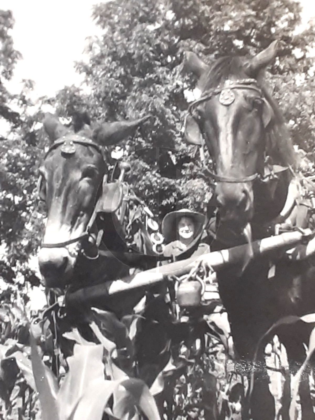 Hardworking Farm Woman w/Team of Horses in a Corn Field: 1940\'s Snapshot Photo