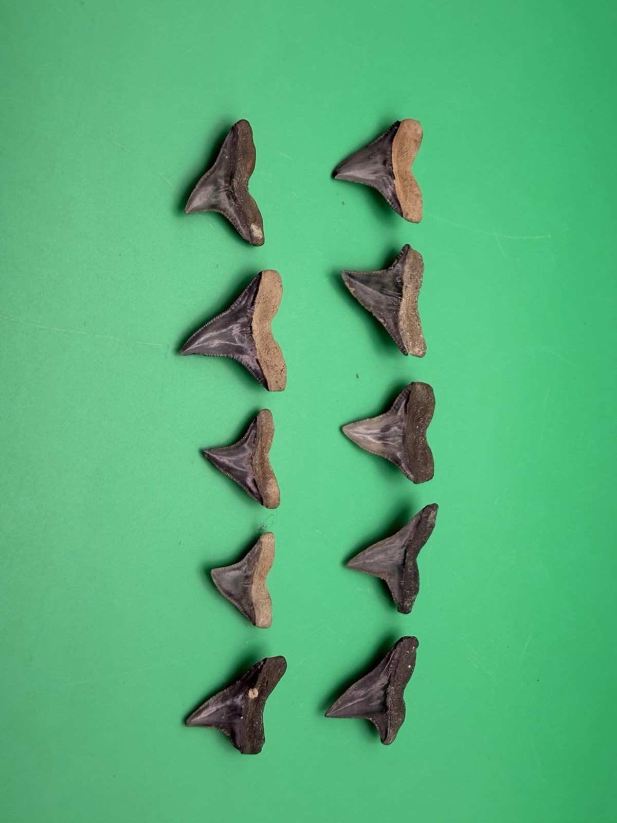 10 Jewelry Grade Bull Shark Teeth Fossils Venice Florida 10 Jewelry Grade Bull Shark Teeth Fossils Venice Florida