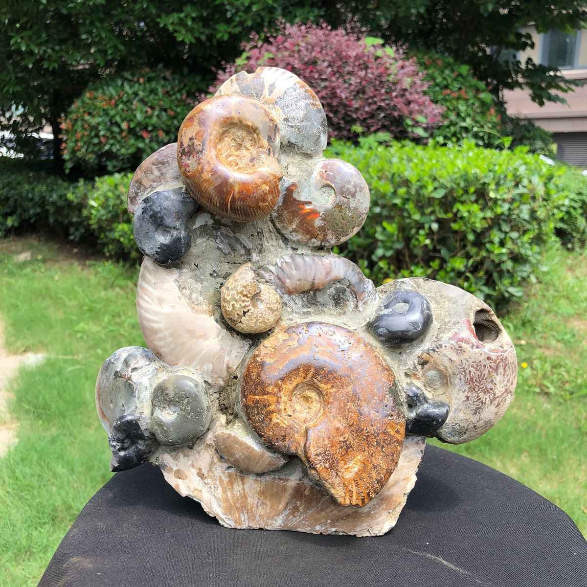 6.6LB Natural conch fossils, ammonite fossils, healing crystal collection