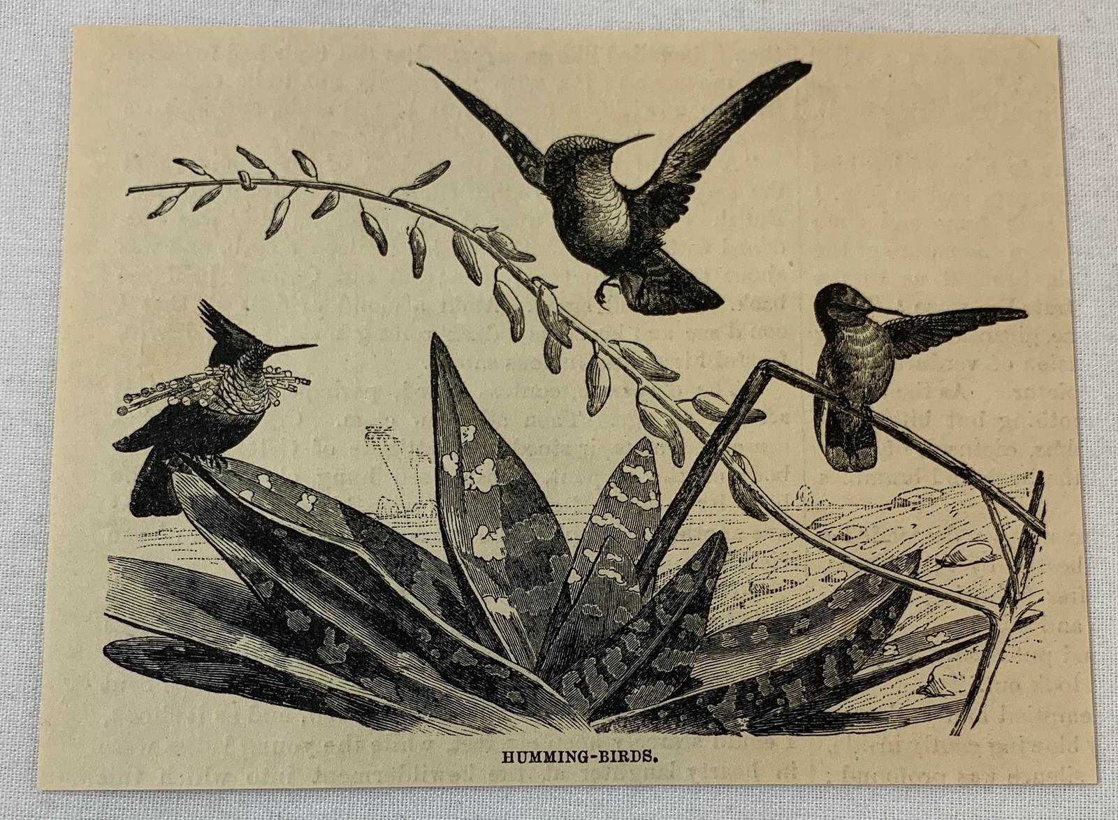 1879 magazine engraving ~ HUMMING-BIRDS 1879 magazine engraving ~ HUMMING-BIRDS