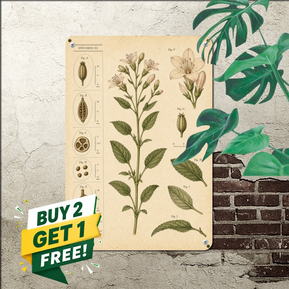 vintage botanical illustration chart central green herb plant