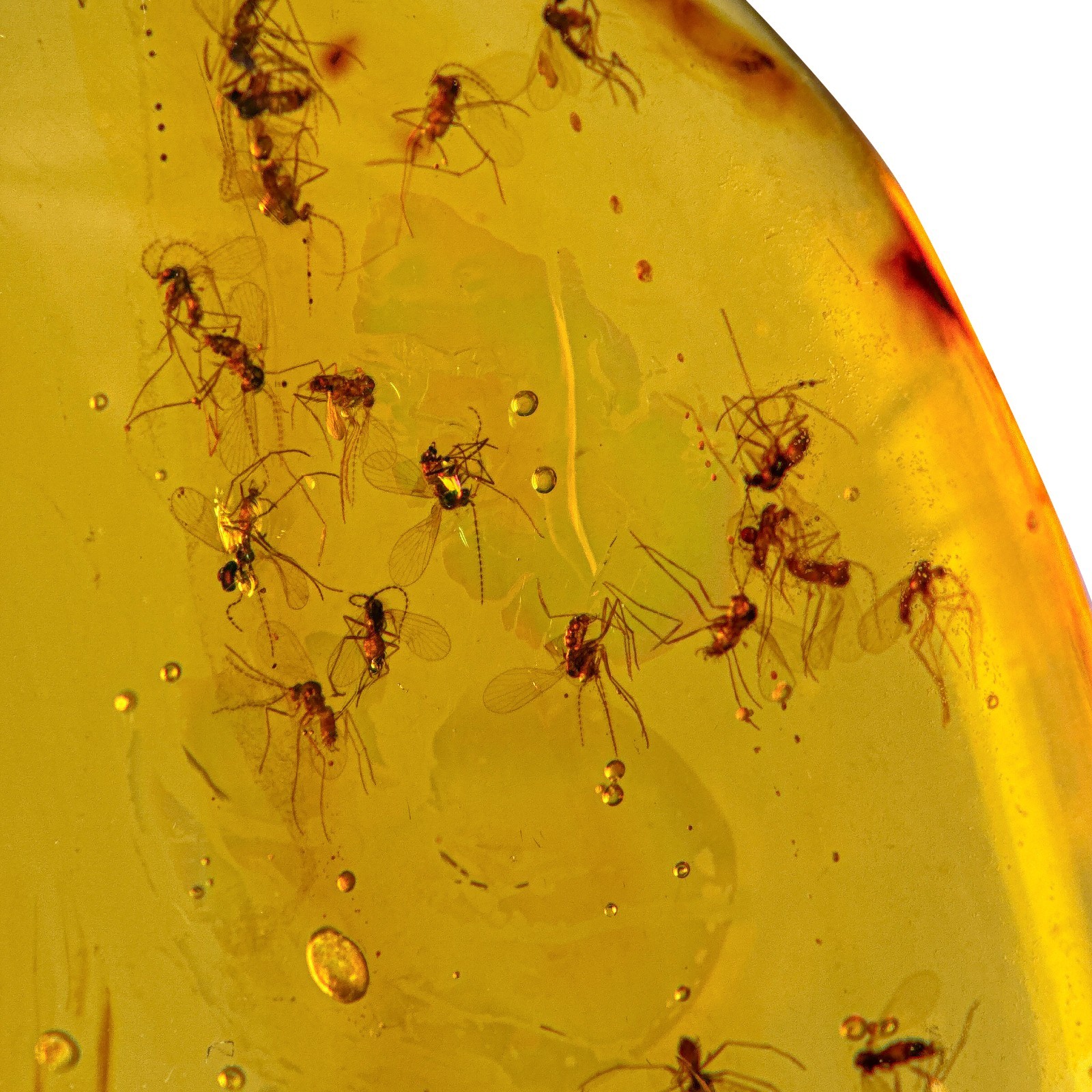 Swarm in Burmese / Burmite amber fossil / 100% genuine amber Swarm in Burmese / Burmite amber fossil / 100% genuine amber