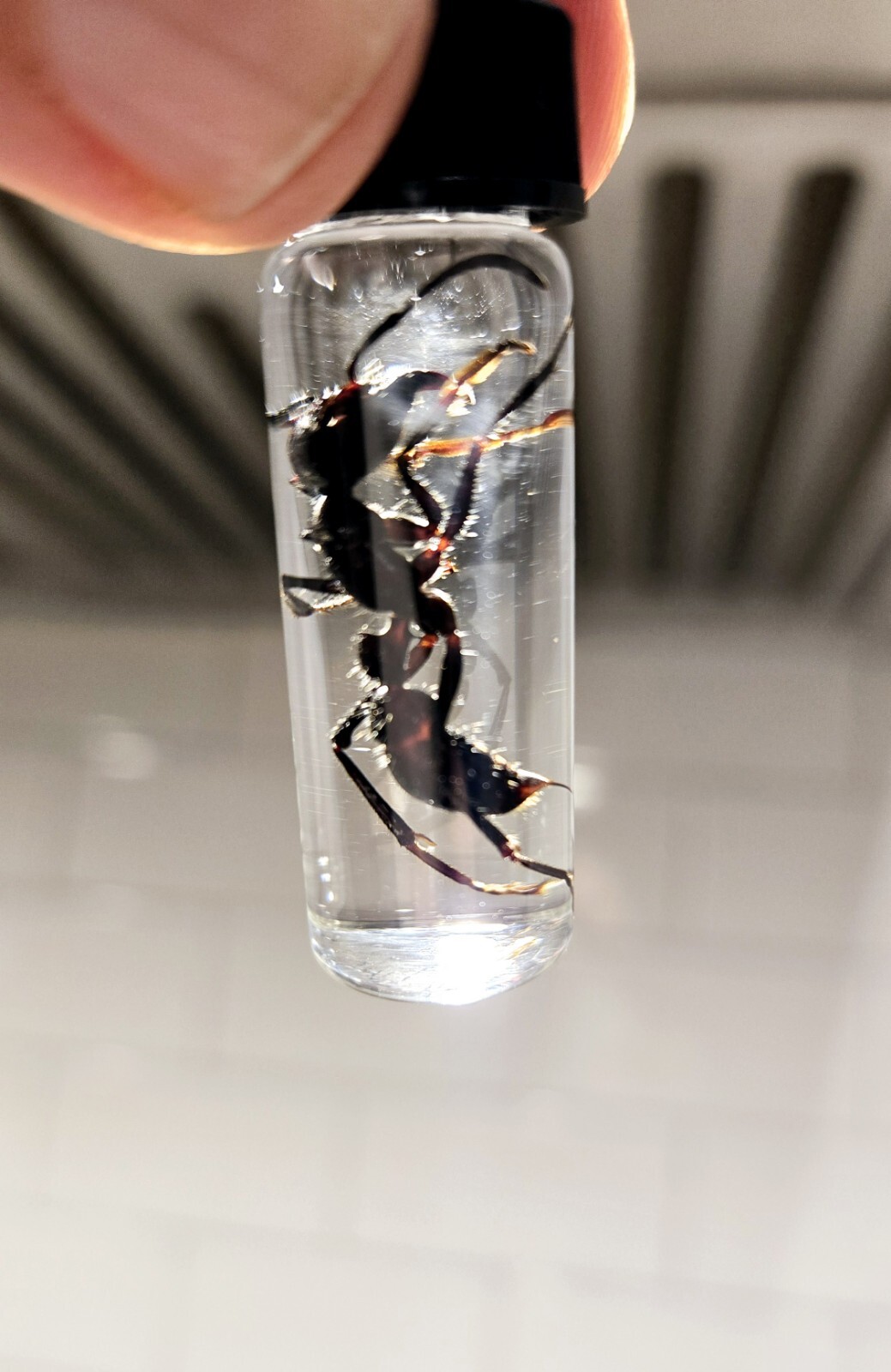 10 LOT - REAL DEAL Bullet Ants ( Paraponera Clavata) WET SPECIMEN 10 LOT - REAL DEAL Bullet Ants ( Paraponera Clavata) WET SPECIMEN