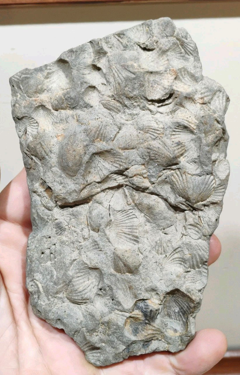 Ancient Marine Shell Fossil Mortality Plate Brachiopod Specimen 5 Ancient Marine Shell Fossil Mortality Plate Brachiopod Specimen 5