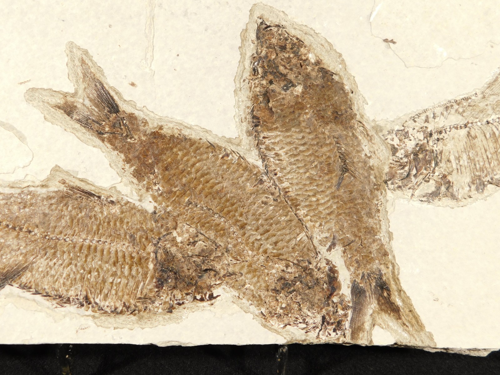 FOUR Very Nice Knightia FISH Fossils w/ SCALES From Fossil Lake Wyoming 2020gr FOUR Very Nice Knightia FISH Fossils w/ SCALES From Fossil Lake Wyoming 2020gr