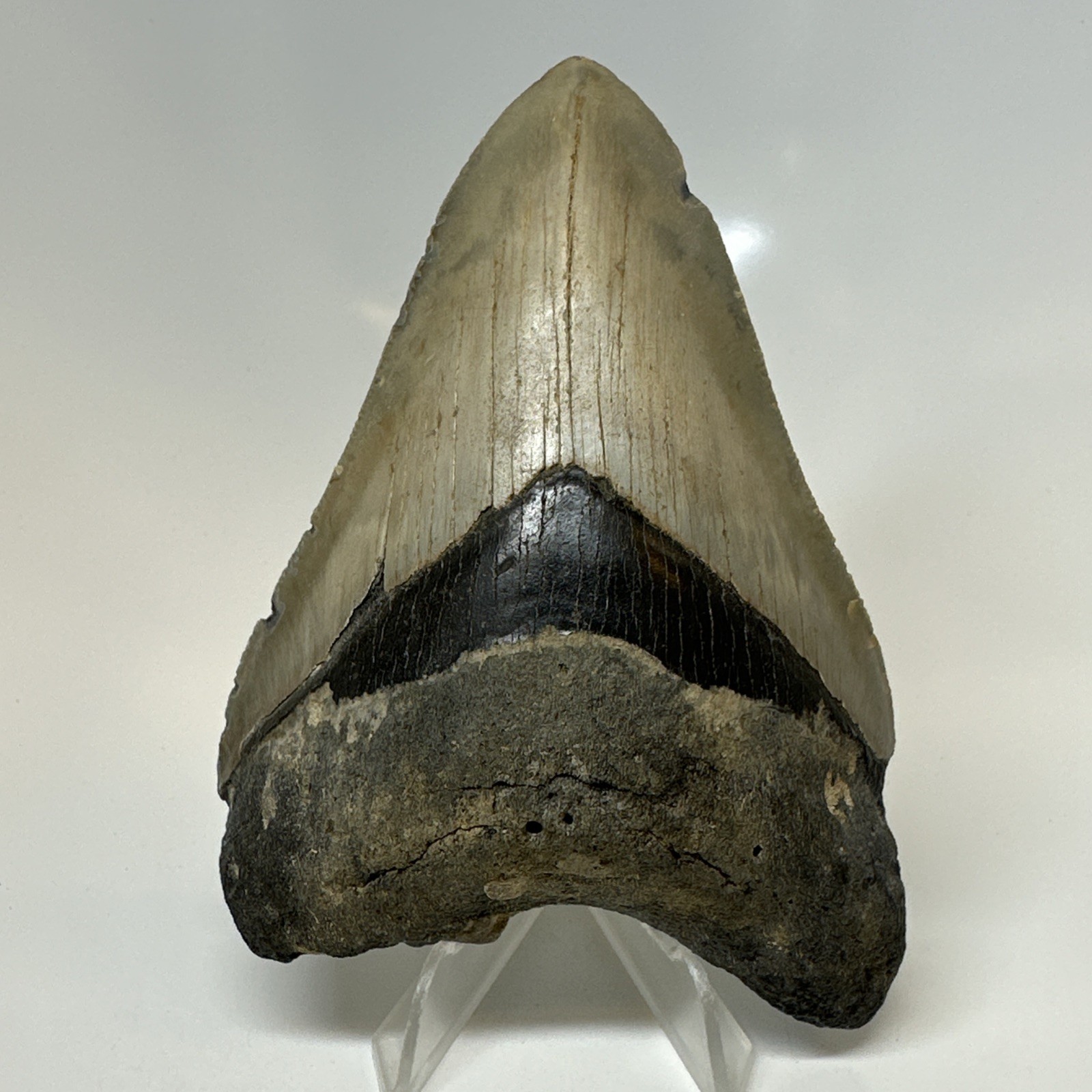 Megalodon Shark Tooth 4.60 Inch - Beautiful - Authentic Fossil - Carolina 20751