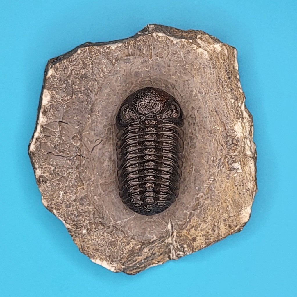 Phacops Rana Fossil Trilobite from the Atlas Mountains Morocco Museum Quality #2 Phacops Rana Fossil Trilobite from the Atlas Mountains Morocco Museum Quality #2