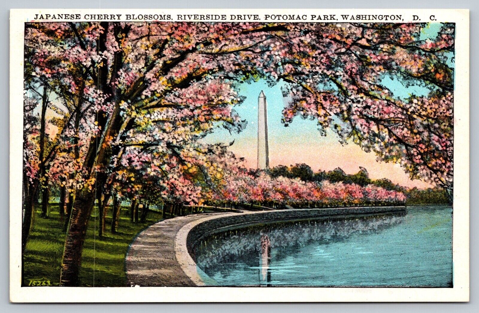 Vintage Postcard Japanese Cherry Blossoms Riverside Drive Washington D.C.