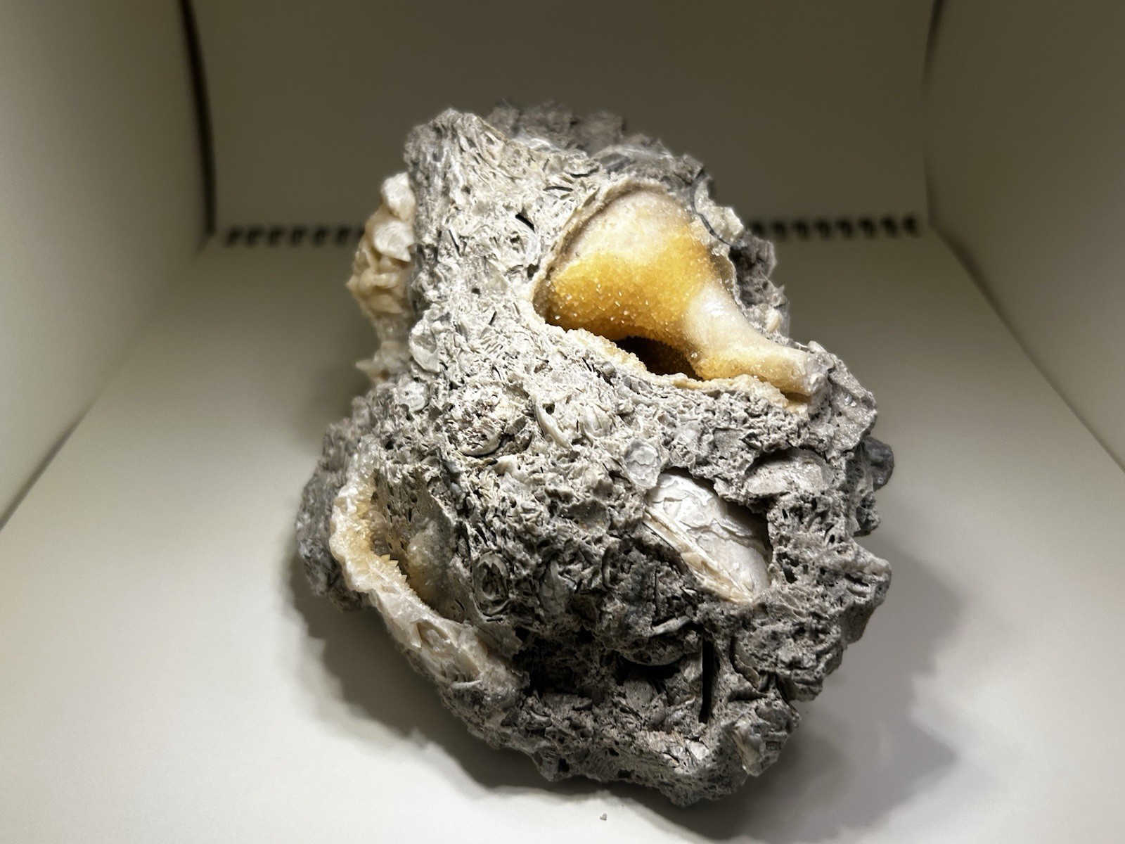 Huge 7 inch Rucker’s Pit Crystal Calcite Clam Shell Florida Rare Huge 7 inch Rucker’s Pit Crystal Calcite Clam Shell Florida Rare