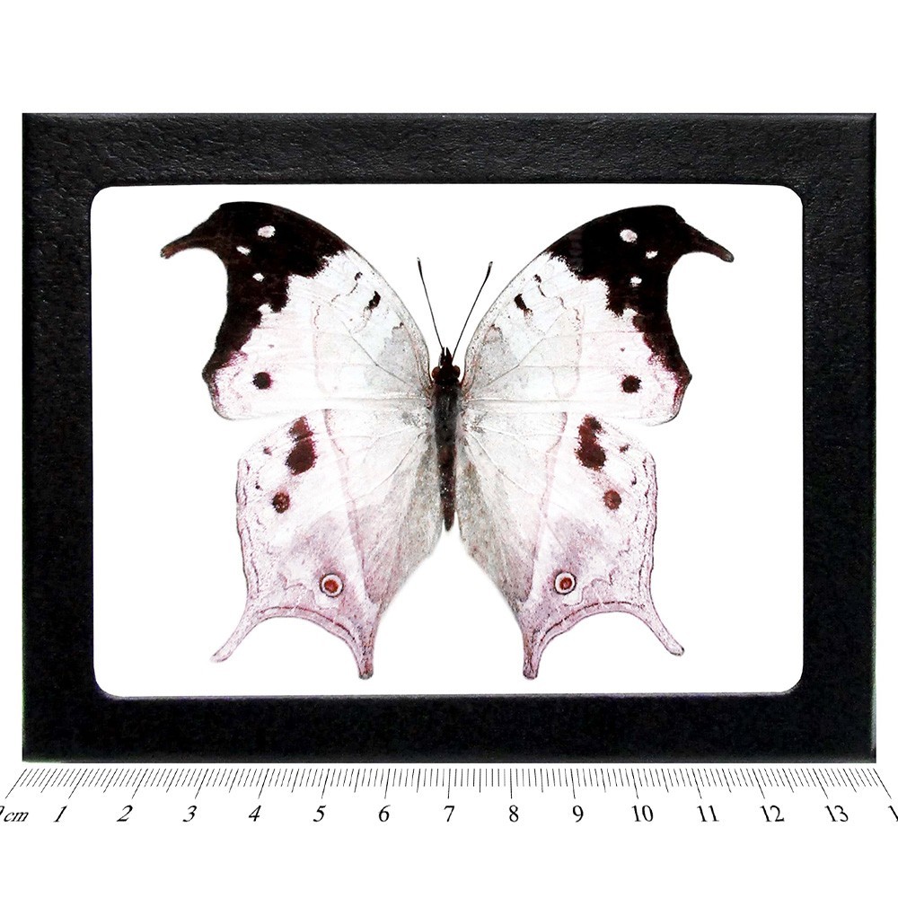 Salamis duprei pink purple black butterfly Madagascar FRAMED Salamis duprei pink purple black butterfly Madagascar FRAMED