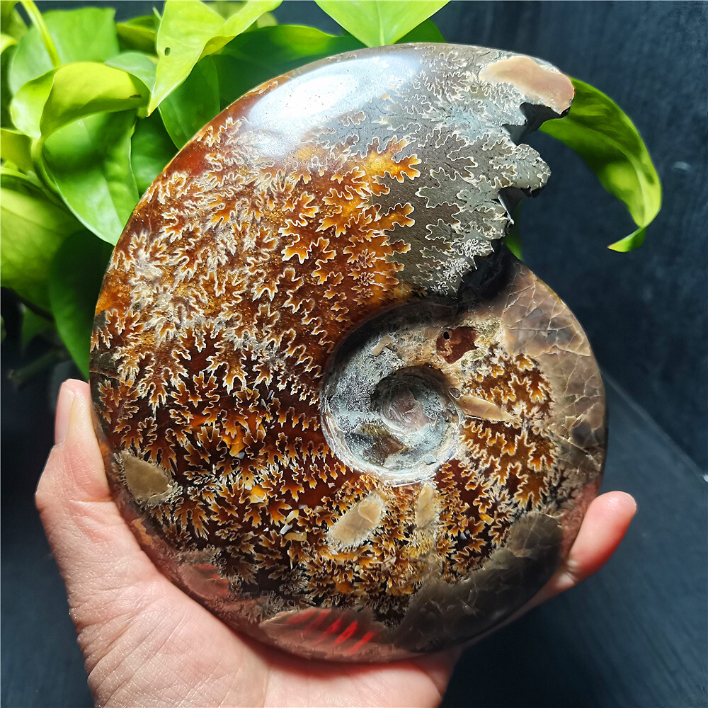 RARE 719G Natural Fine polishing Ammonite Fossil Nautilus Shell /Collect EE746