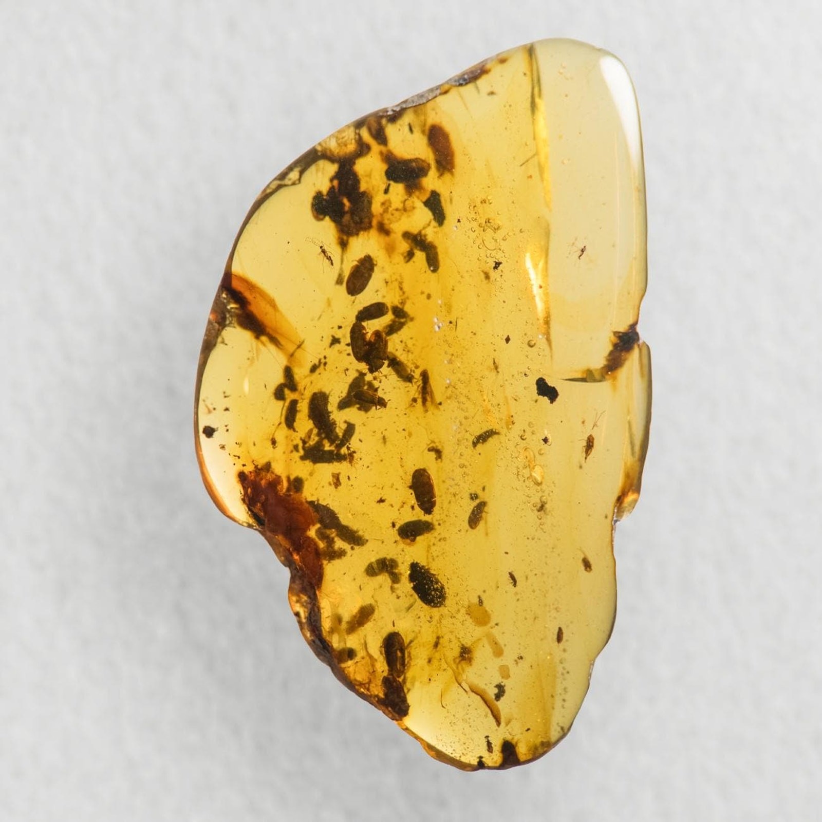 Beetle Swarm in Burmese / Burmite amber fossil / 100% genuine amber Beetle Swarm in Burmese / Burmite amber fossil / 100% genuine amber
