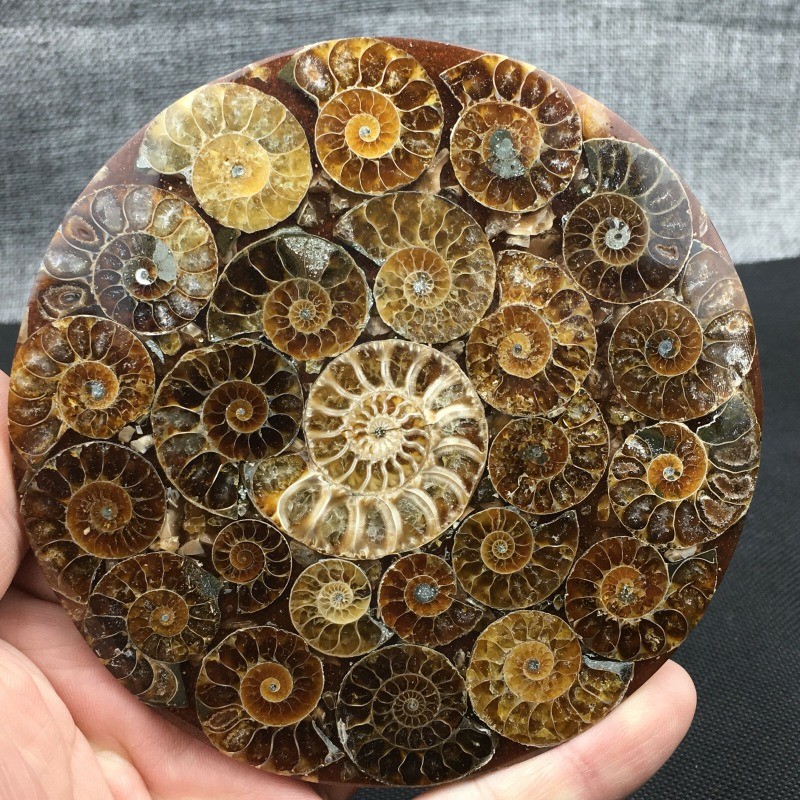 Natural Ammonite Disc Fossil Conch Specimen Healing +Stand 1PC Natural Ammonite Disc Fossil Conch Specimen Healing +Stand 1PC