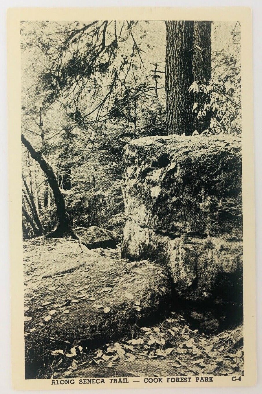 Vintage Cooksburg Pennsylvania PA RPPC Cook Forest Park Along Seneca Trail