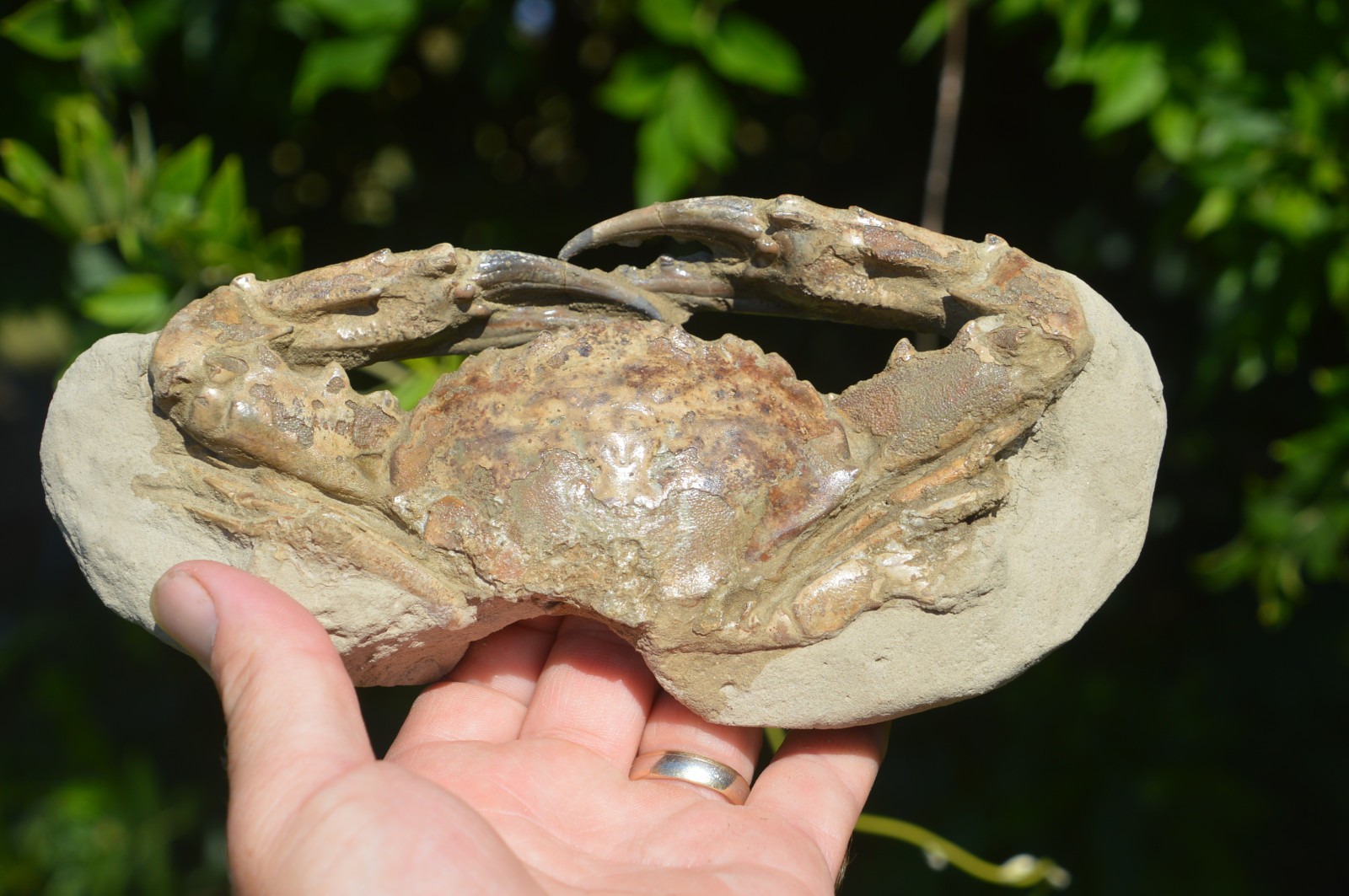 #39.....AMAZING EXTRA LARGE RARE FOSSIL CRAB FROM JAVA, INDONESIA , BEST VALUE #39.....AMAZING EXTRA LARGE RARE FOSSIL CRAB FROM JAVA, INDONESIA , BEST VALUE