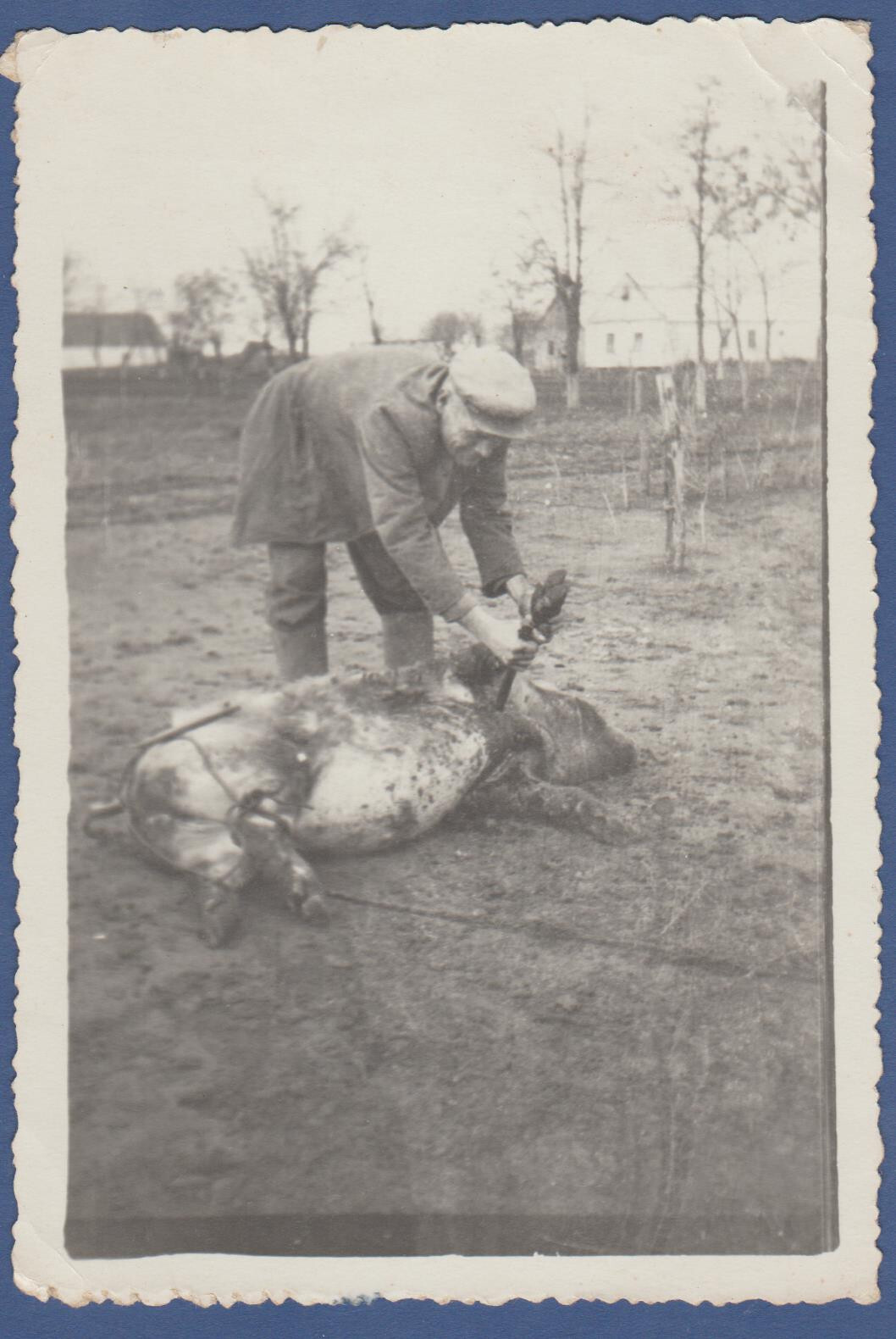 Man slaughtering a boar, vintage photo Strange photo. Guy and Dead Pig
