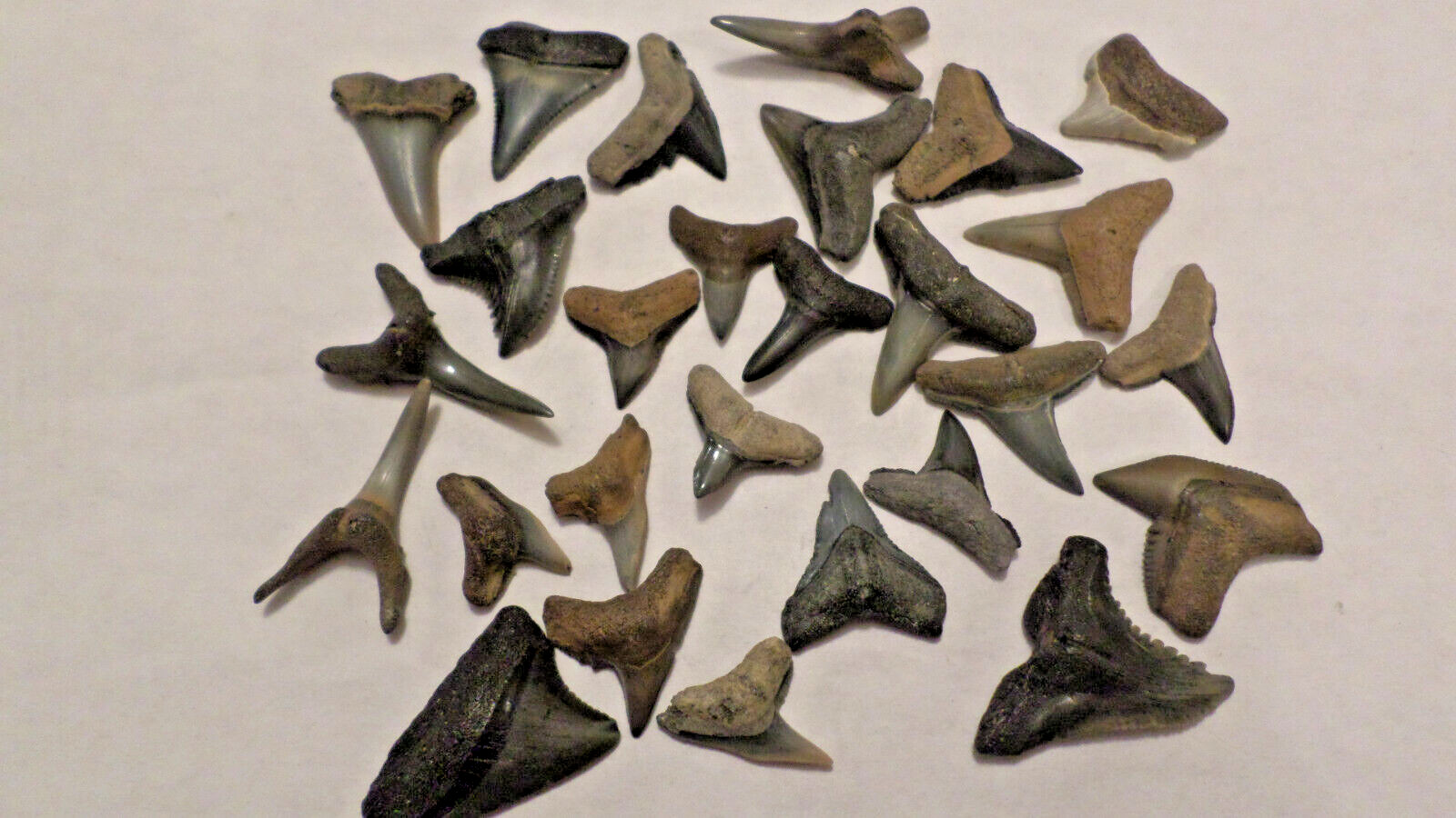 Lot of 25 Grade A Florida Fossil Shark Teeth Tooth Creek and Beach Meg Era Lot of 25 Grade A Florida Fossil Shark Teeth Tooth Creek and Beach Meg Era