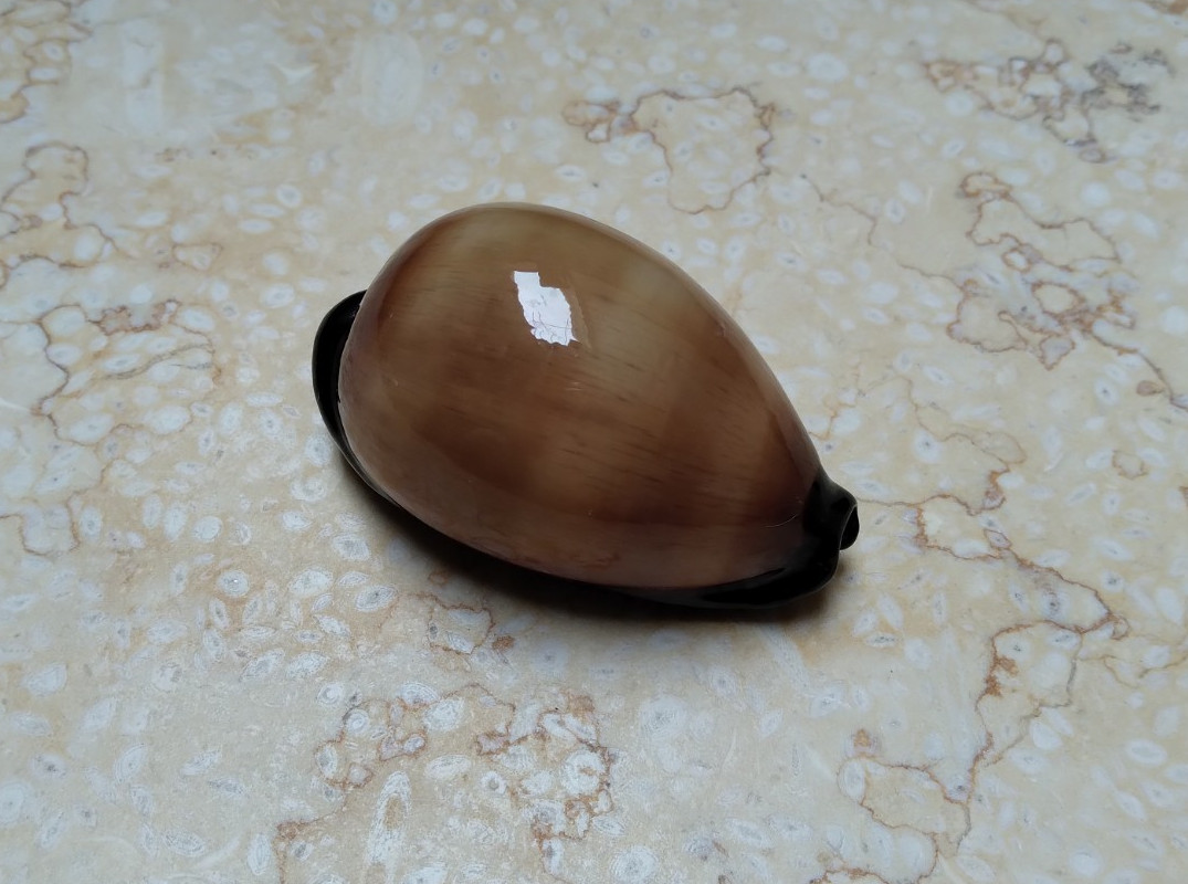 F cypraea exusta GEM RARE SIZE red sea shell super natural glossy 54.3 mm F++++ F cypraea exusta GEM RARE SIZE red sea shell super natural glossy 54.3 mm F++++