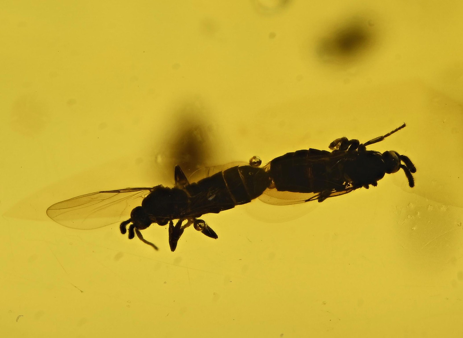 Pair of mating Brachycera (Fly) - Fossil Insect Inclusion in Dominican Amber Pair of mating Brachycera (Fly) - Fossil Insect Inclusion in Dominican Amber