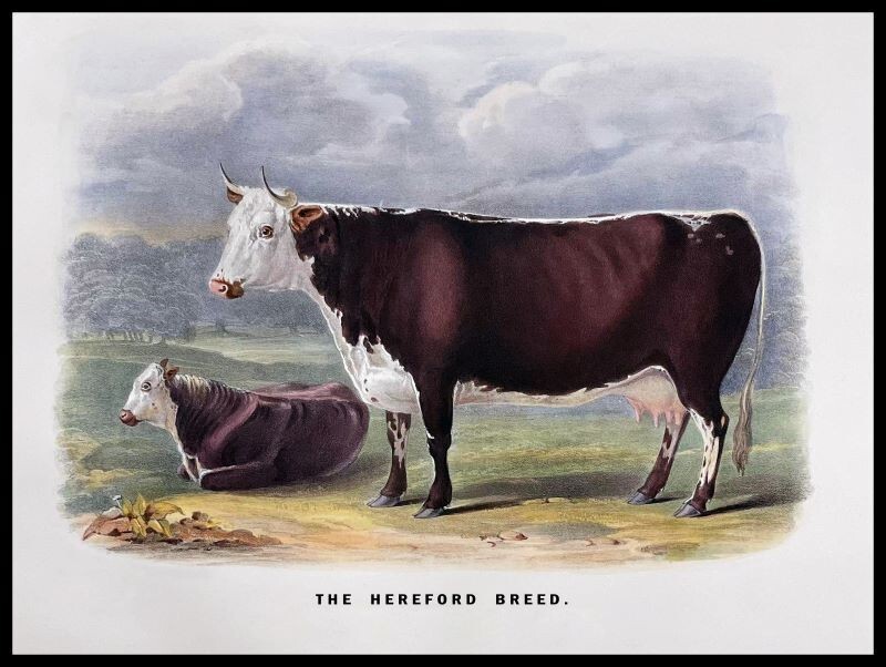 The Hereford Breed NEW Sign: 24x30\