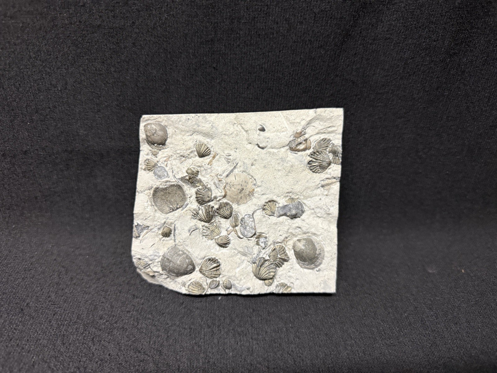 Fossil-30 Killer Pyritized Brachiopods Waldron Shale, Indiana-Trilobite Crinoid Fossil-30 Killer Pyritized Brachiopods Waldron Shale, Indiana-Trilobite Crinoid