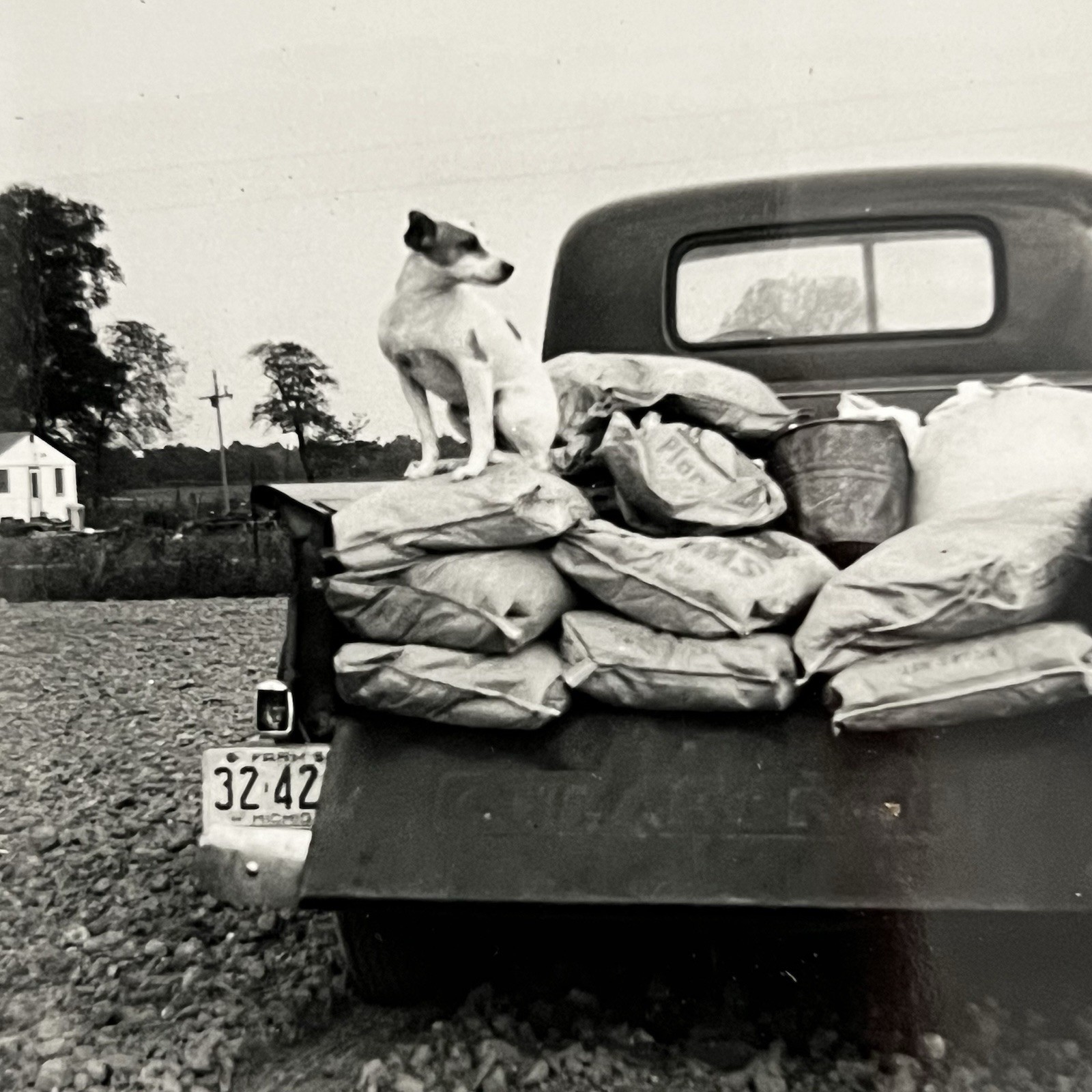 Vintage B&W Snapshot Photograph Jack Russel Terrier Dog Back Of Truck Great Vintage B&W Snapshot Photograph Jack Russel Terrier Dog Back Of Truck Great