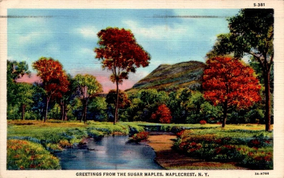 Greetings FRom The Sugar Maples Maplecrest NY Postcard 91 Greetings FRom The Sugar Maples Maplecrest NY Postcard 91