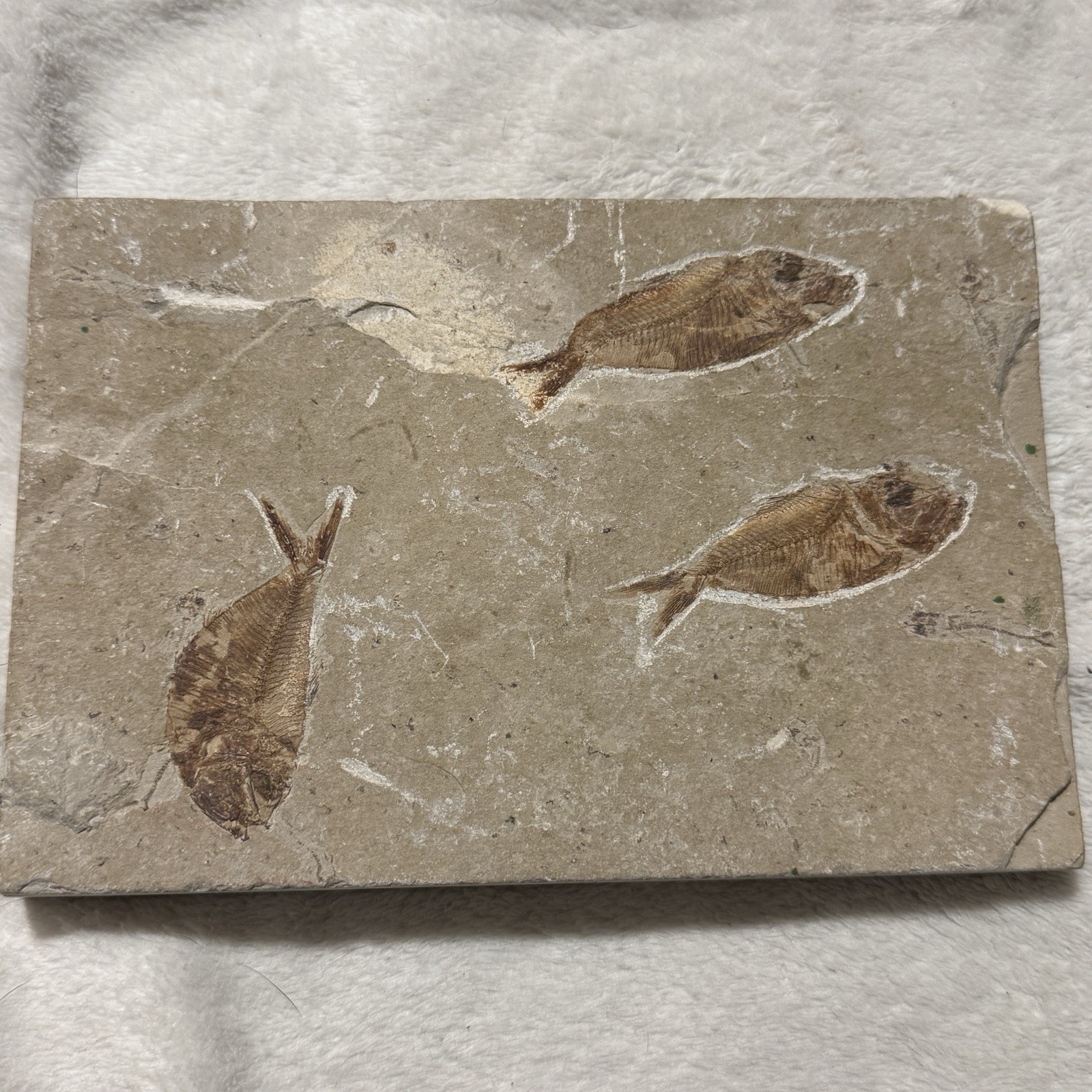 Diplomystus Fish Fossil Fish Skeleton Lebanon Cretaceous Age NICE Diplomystus Fish Fossil Fish Skeleton Lebanon Cretaceous Age NICE