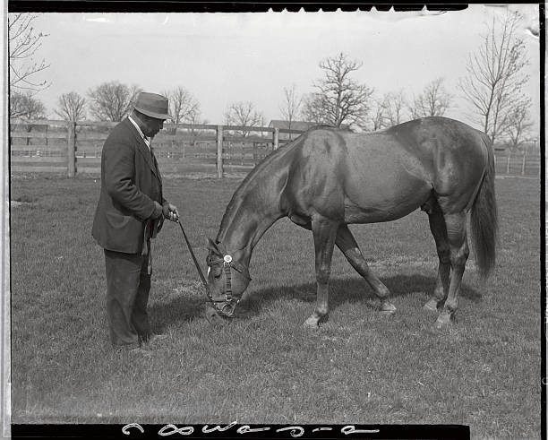 Man O War nibbling bluegrass just outside his barn while attended - Old Photo Man O War nibbling bluegrass just outside his barn while attended - Old Photo