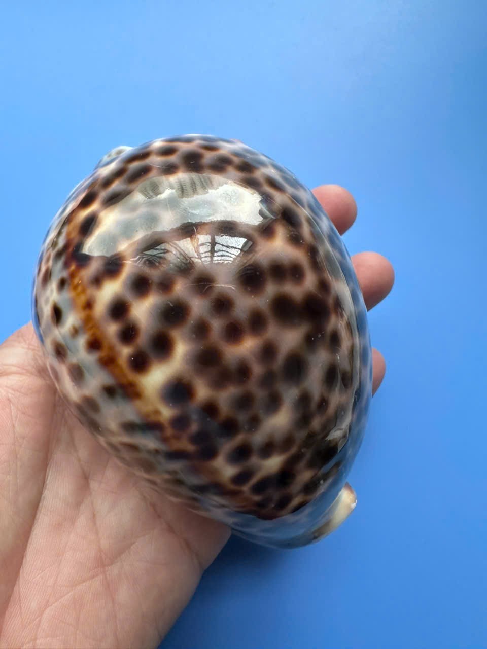 110.2mm | Cypraea Tigris Pardalis | F+++| GIANT |PINK Color | Beautiful shell 110.2mm | Cypraea Tigris Pardalis | F+++| GIANT |PINK Color | Beautiful shell