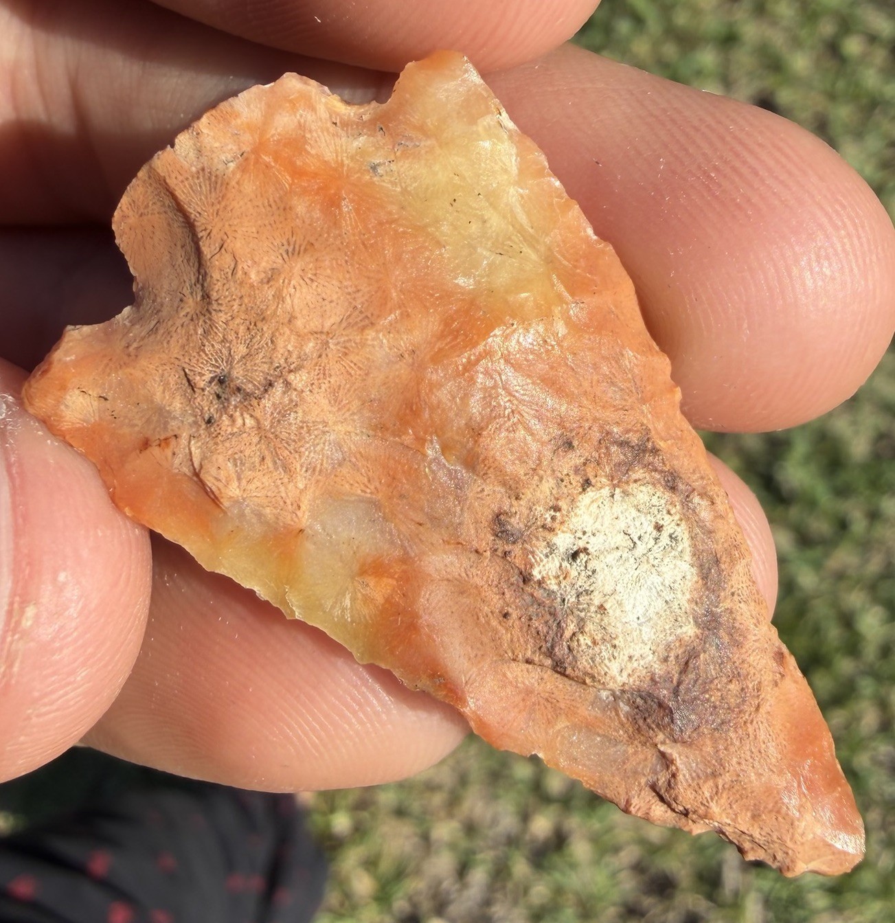 CORAL ARROWHEAD FLORIDA KILLER 1.82” AUTHENTIC DEEP SOUTH ARTIFACT CORAL ARROWHEAD FLORIDA KILLER 1.82” AUTHENTIC DEEP SOUTH ARTIFACT