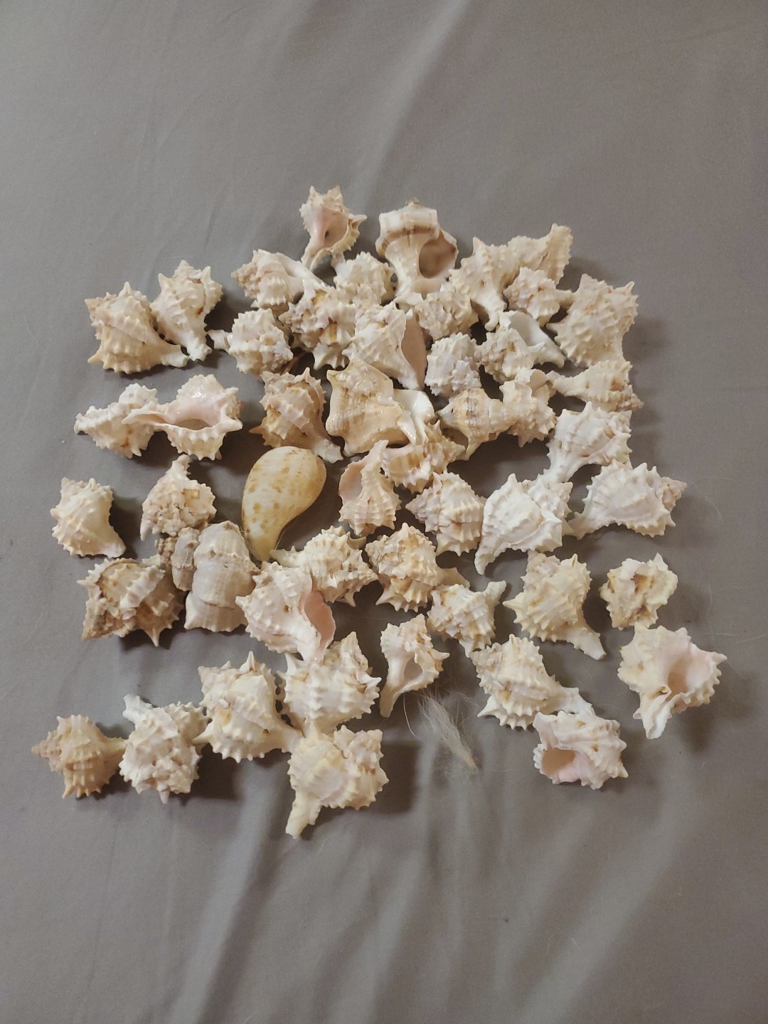 10pc Murex Haustellum Shells - Craft Shells - Bulk Shells - Wholesale Shells 10pc Murex Haustellum Shells - Craft Shells - Bulk Shells - Wholesale Shells